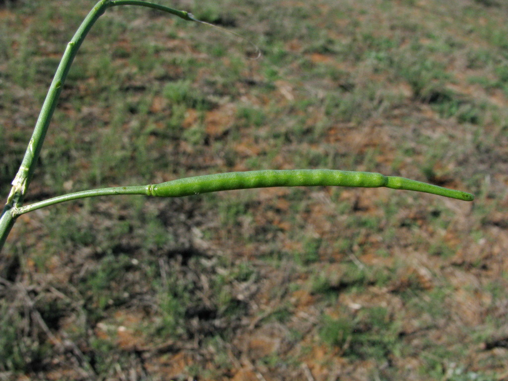 Brassica tournefortii (hero image)