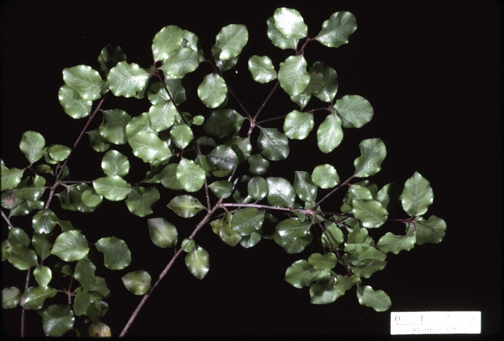 Pittosporum (hero image)