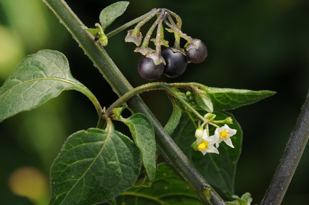 Solanum nigrum (hero image)