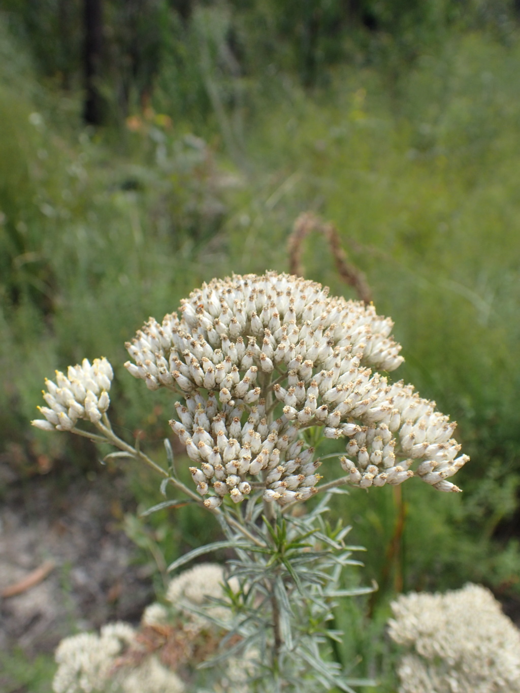 Cassinia maritima (hero image)