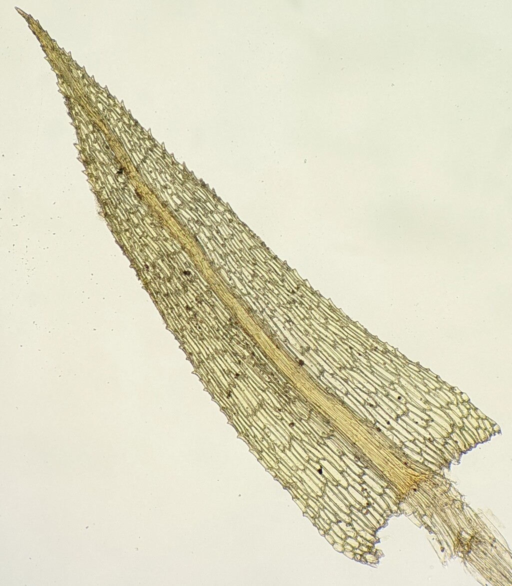 Philonotis pyriformis (hero image)