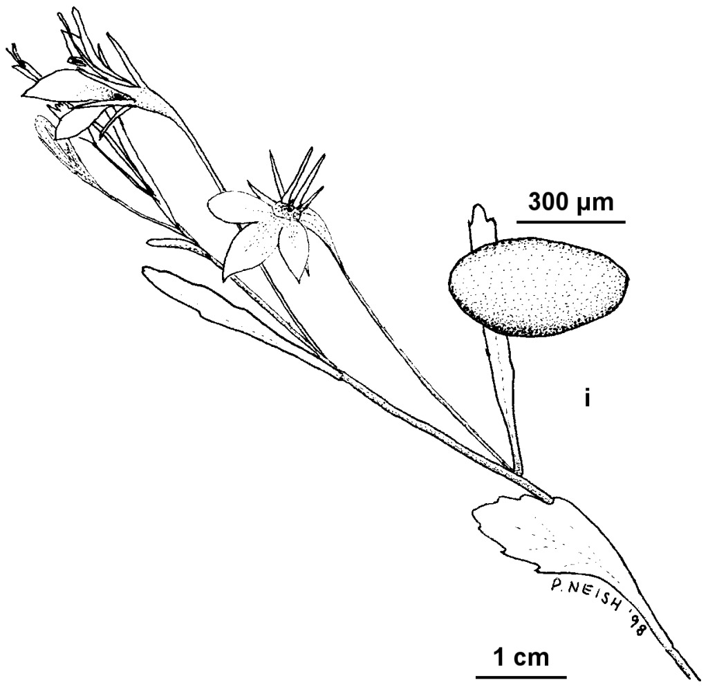 Lobelia erinus (hero image)