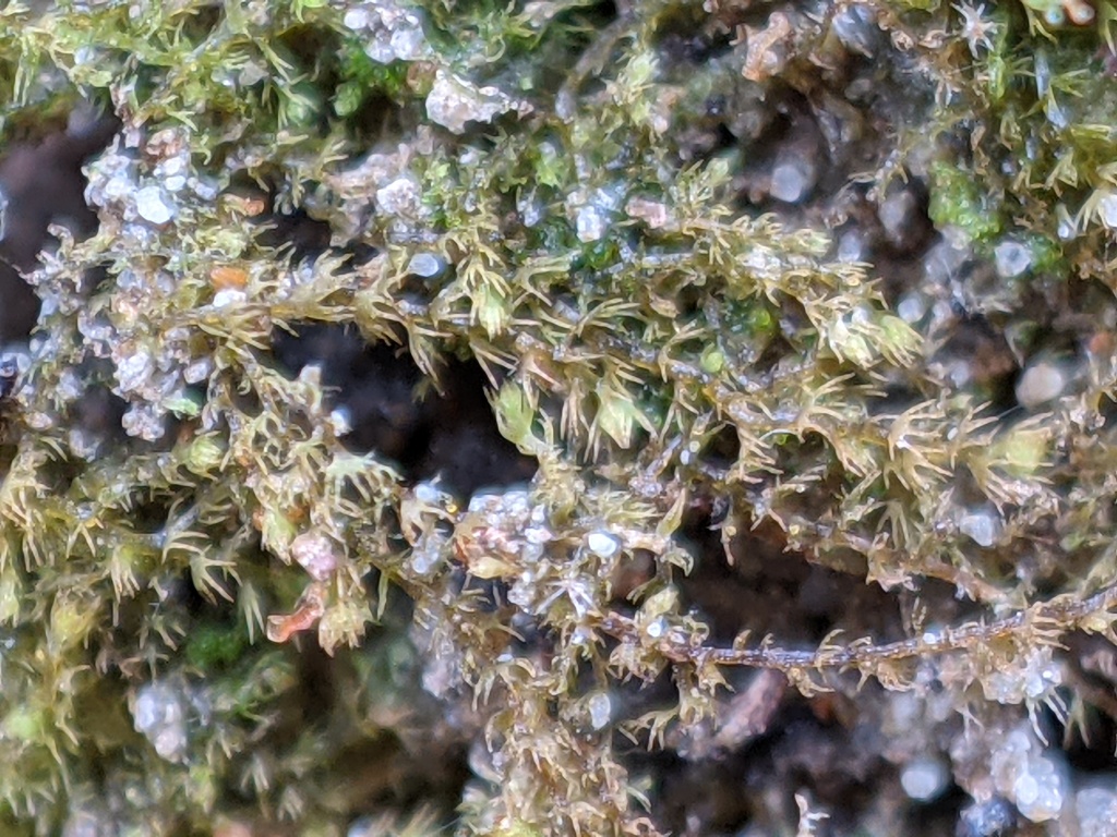 Pseudolepicoleaceae (hero image)