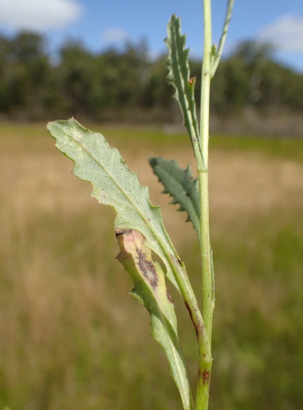 Senecio psilocarpus (hero image)