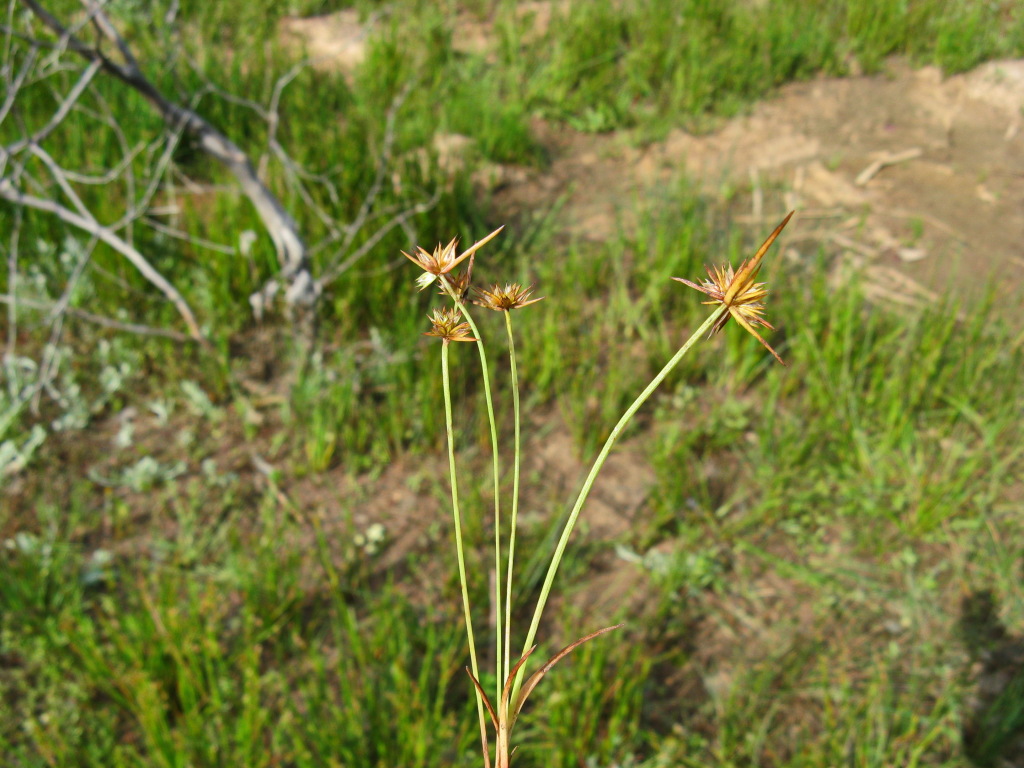Juncus capitatus (hero image)