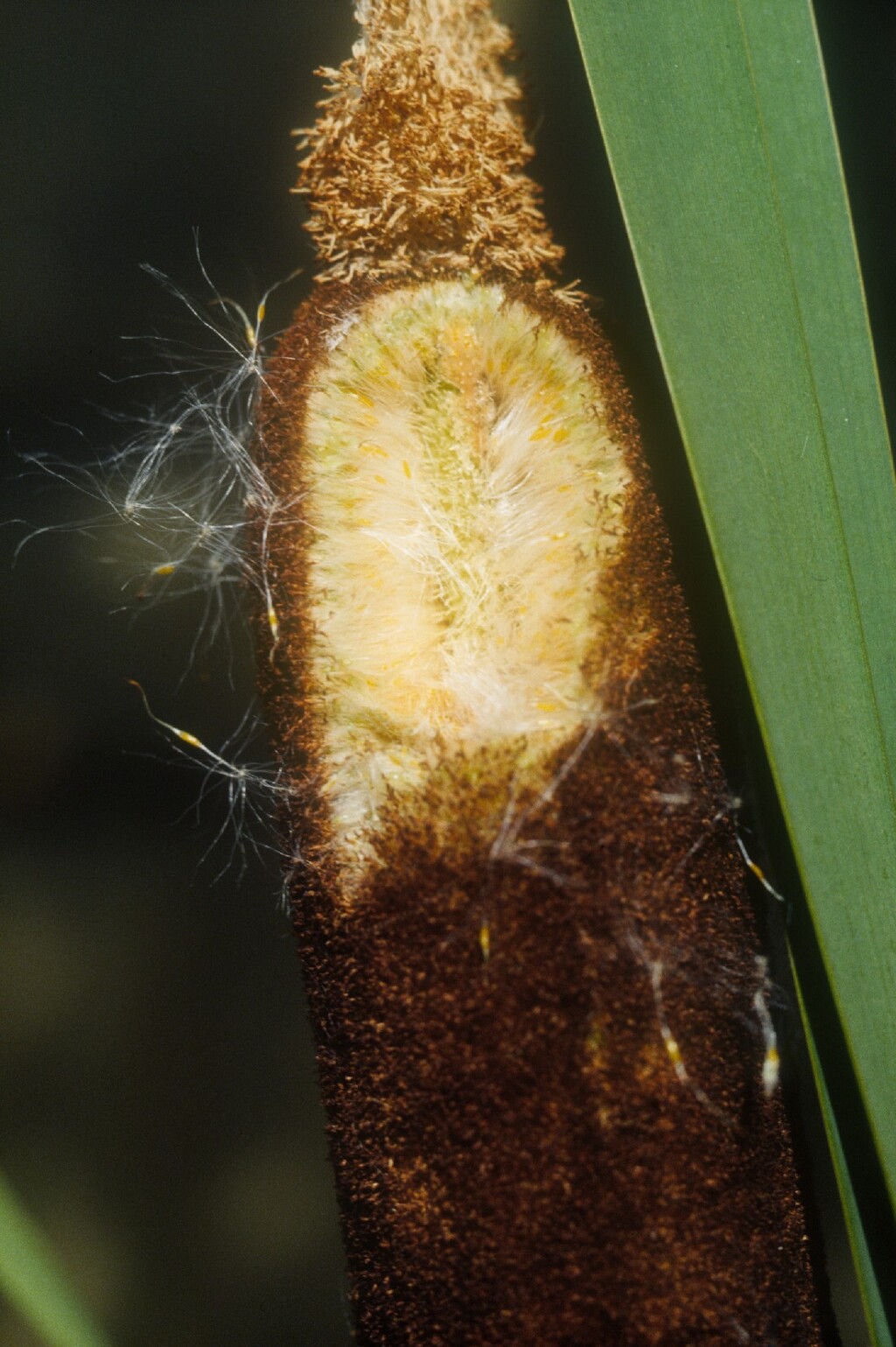 Typha latifolia (hero image)
