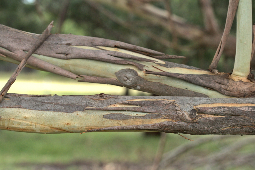 Eucalyptus botryoides (hero image)