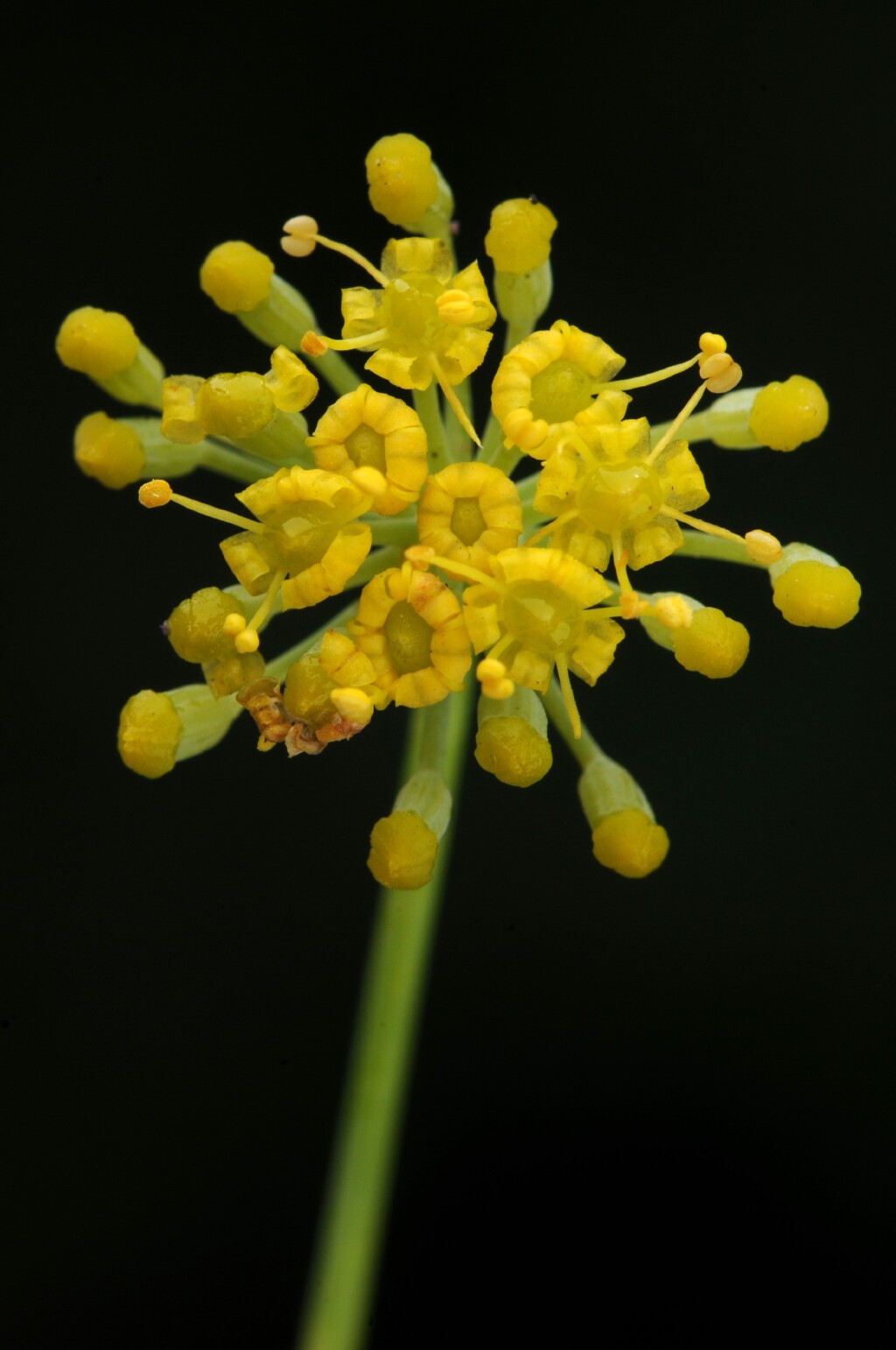 Foeniculum vulgare (hero image)