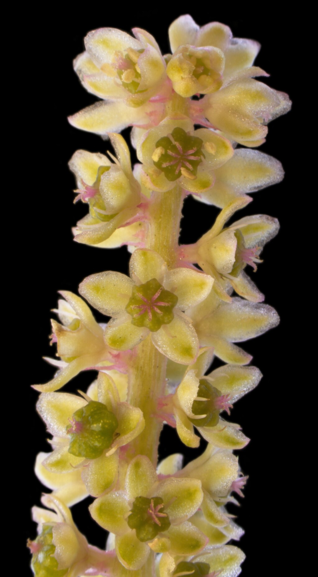 Phytolaccaceae (hero image)