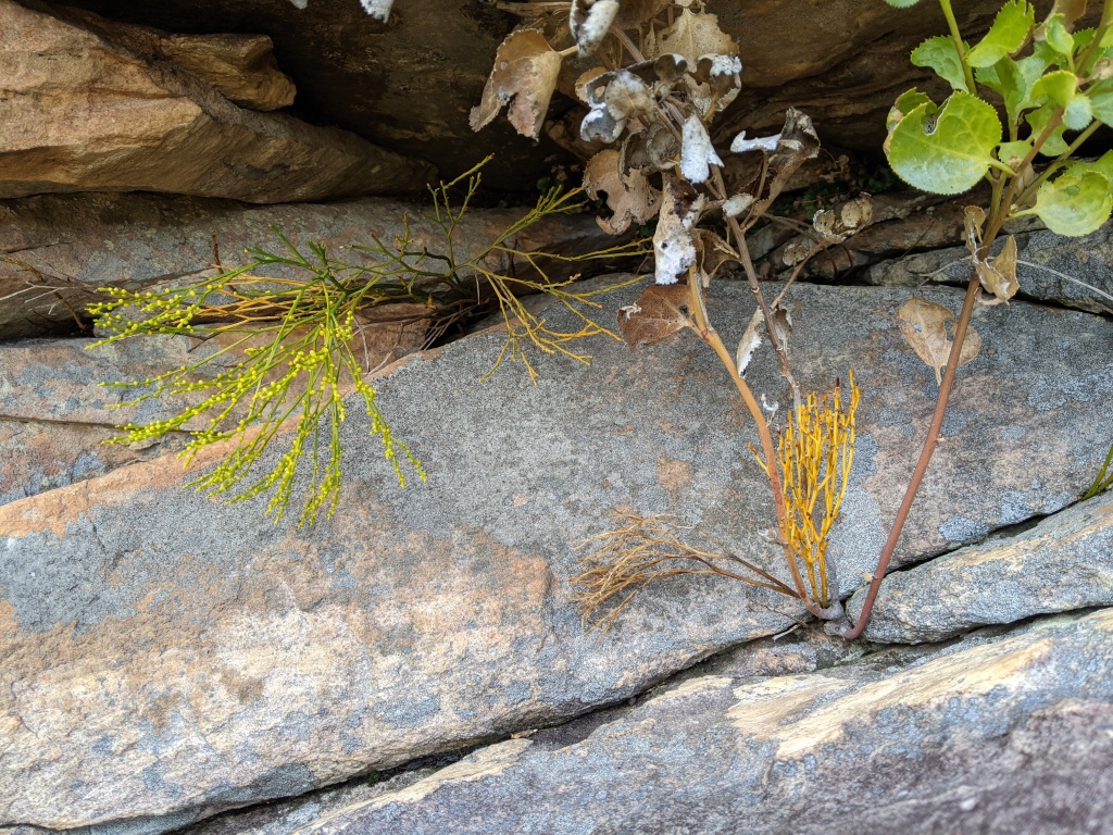 Psilotaceae (hero image)