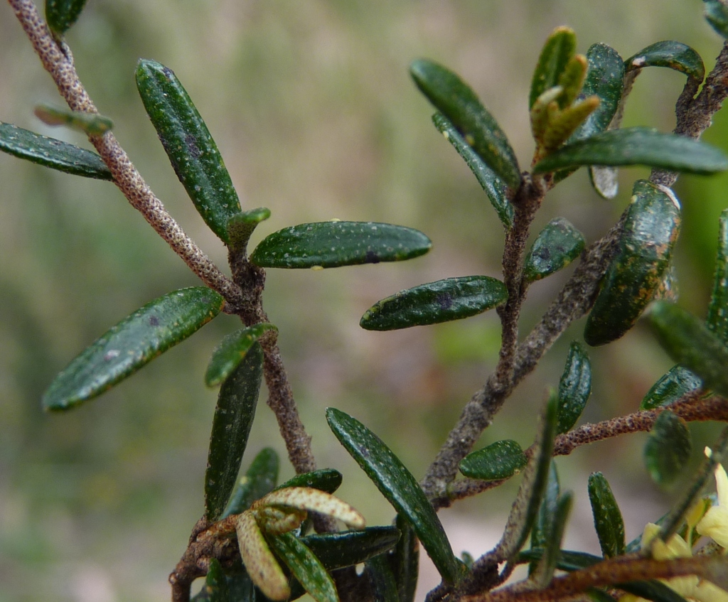 Phebalium squamulosum subsp. alpinum (hero image)