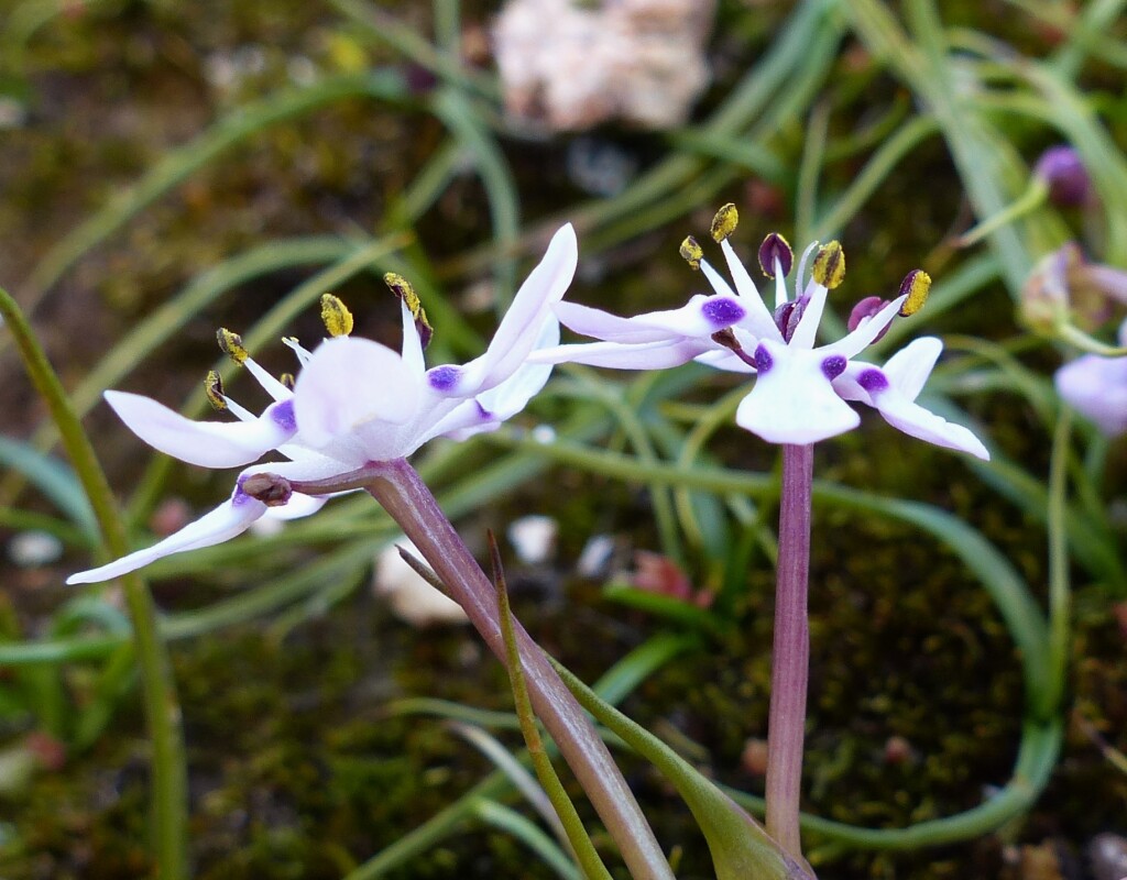 Colchicaceae (hero image)