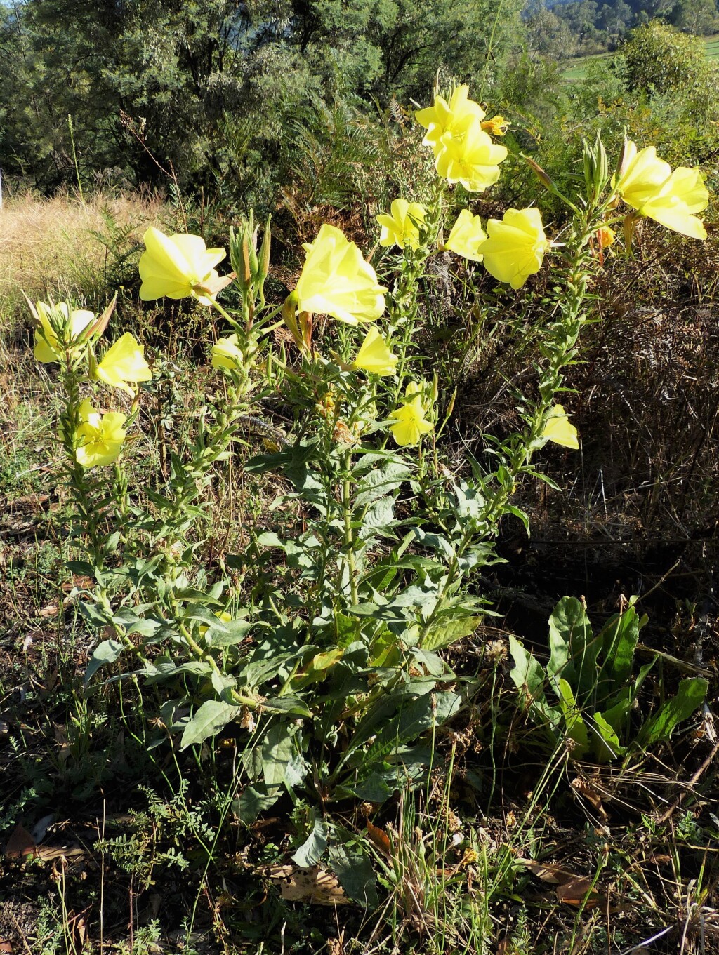 Oenothera glazioviana (hero image)