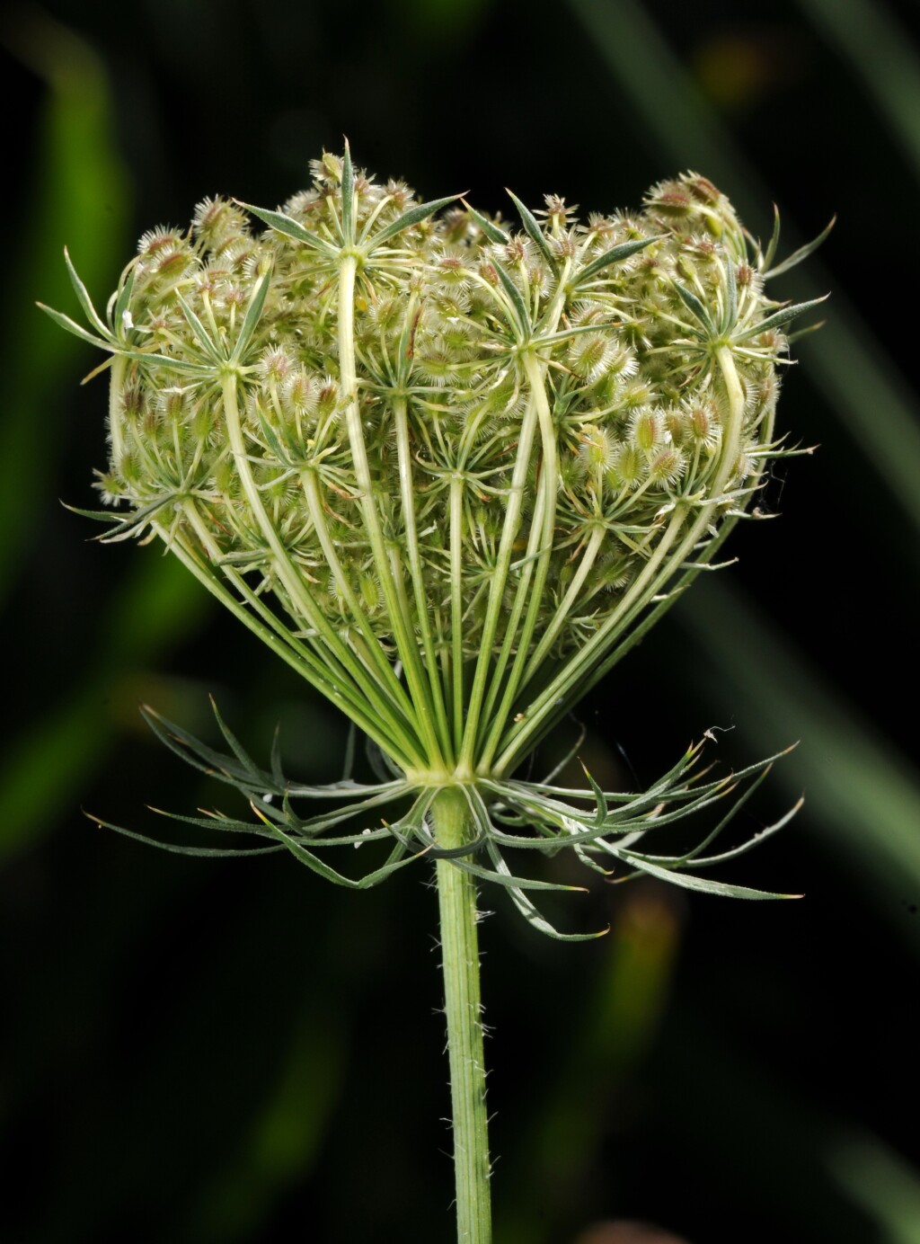 Daucus (hero image)