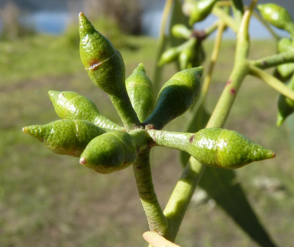 Eucalyptus bridgesiana (hero image)