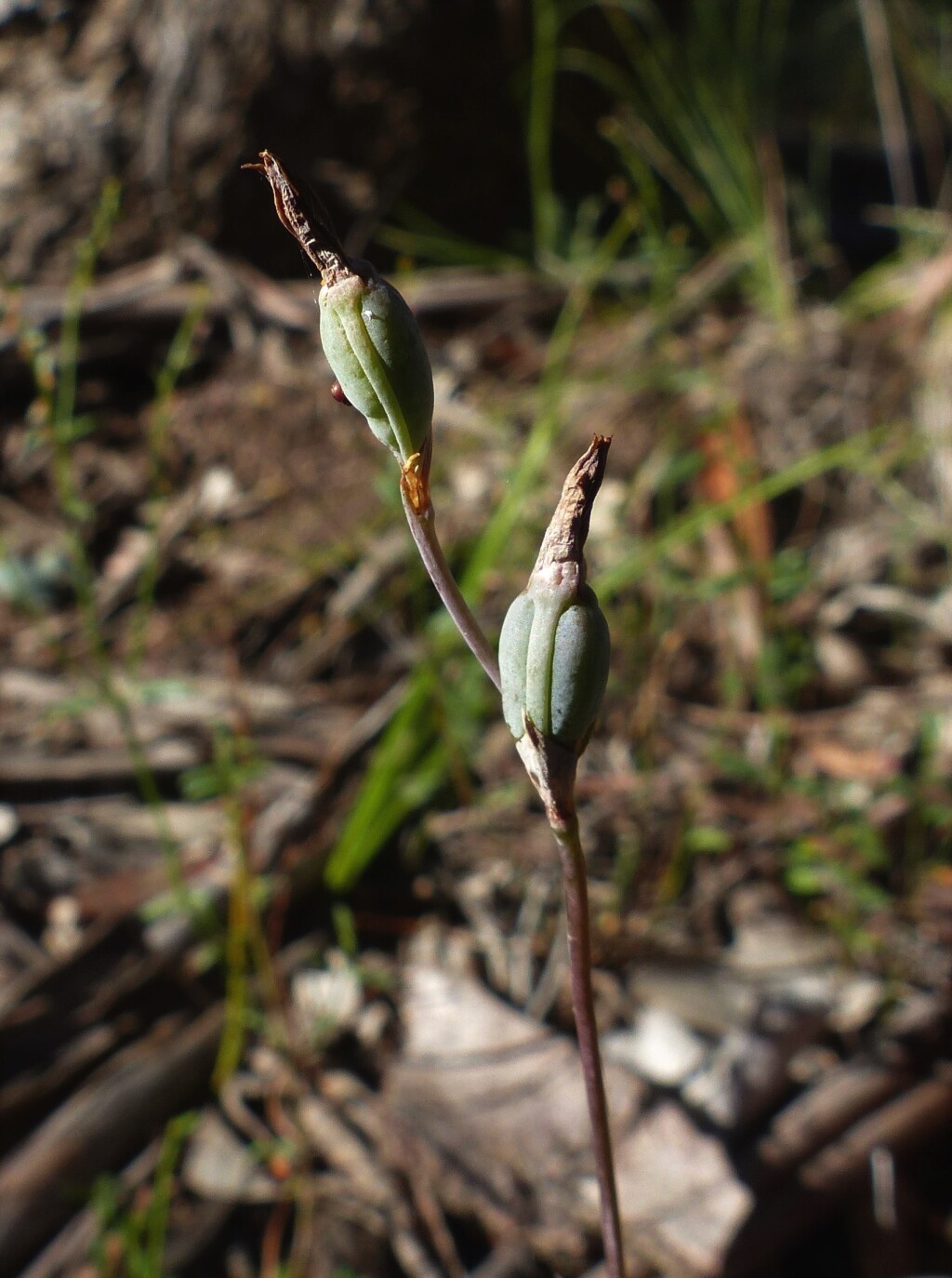 Thelymitra peniculata (hero image)