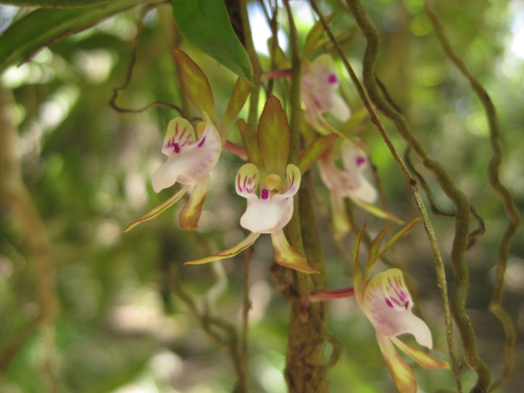 Sarcochilus (hero image)