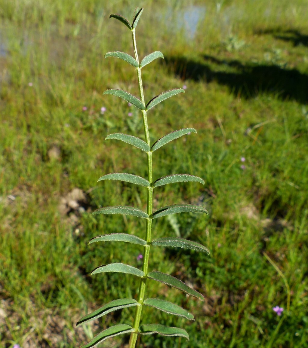 Swainsona procumbens (hero image)