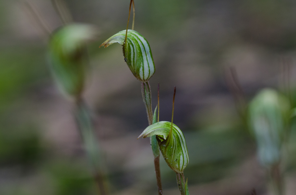 Pterostylis concinna (hero image)