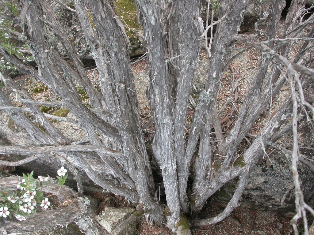 Leptospermum grandifolium (hero image)