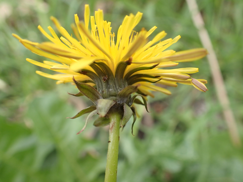 Taraxacum skanderbegii (hero image)