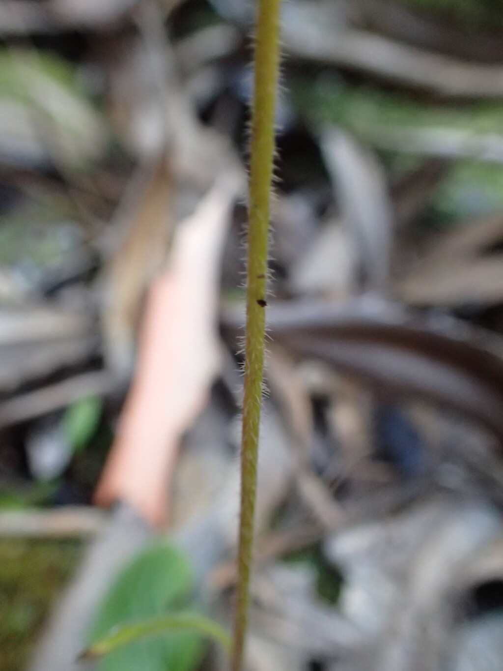 Lagenophora stipitata (hero image)