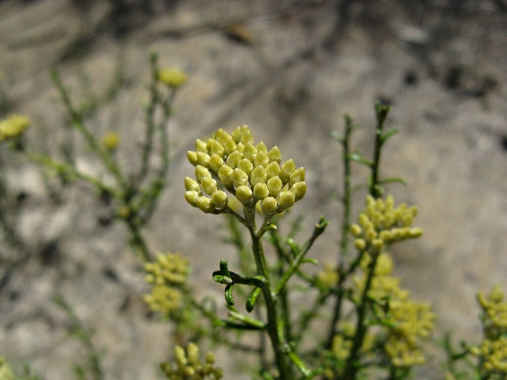 Ozothamnus decurrens (hero image)