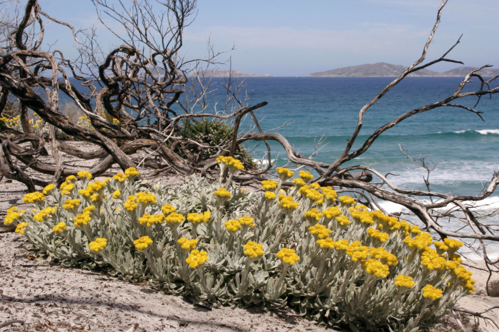 Chrysocephalum apiculatum subsp. orarium (hero image)