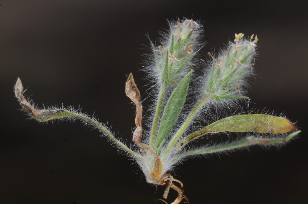 Plantago bellardii (hero image)