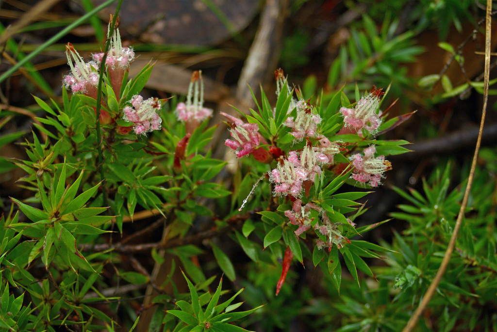 Styphelia adscendens (hero image)