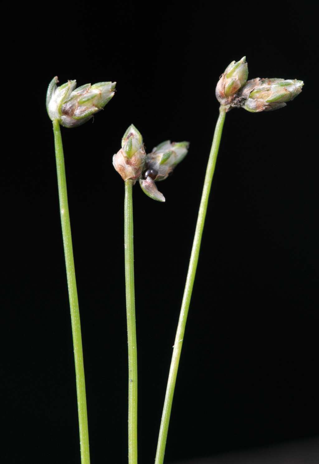 Isolepis platycarpa (hero image)