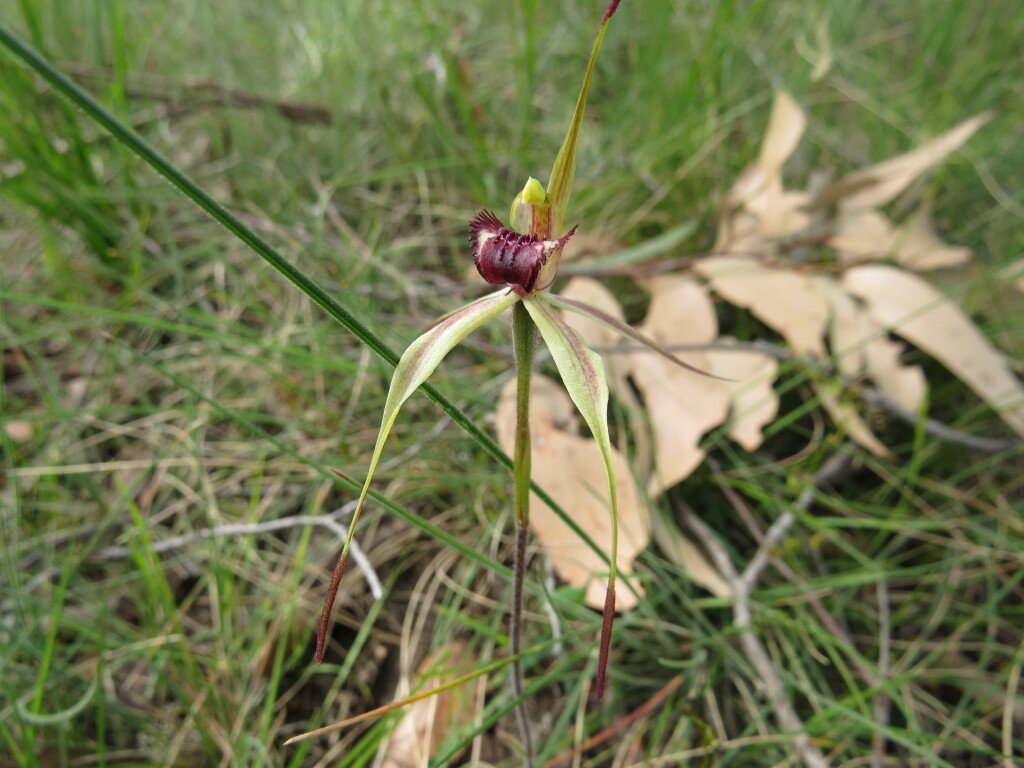 Caladenia insularis (hero image)