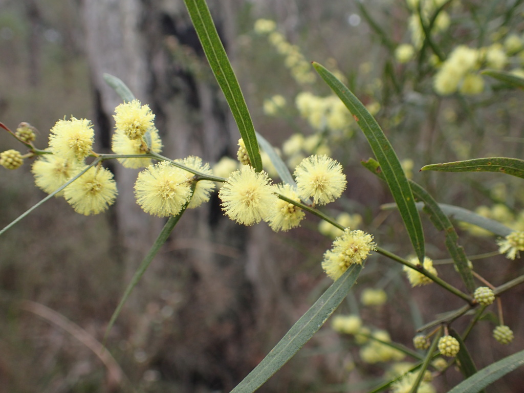 Acacia stictophylla (hero image)