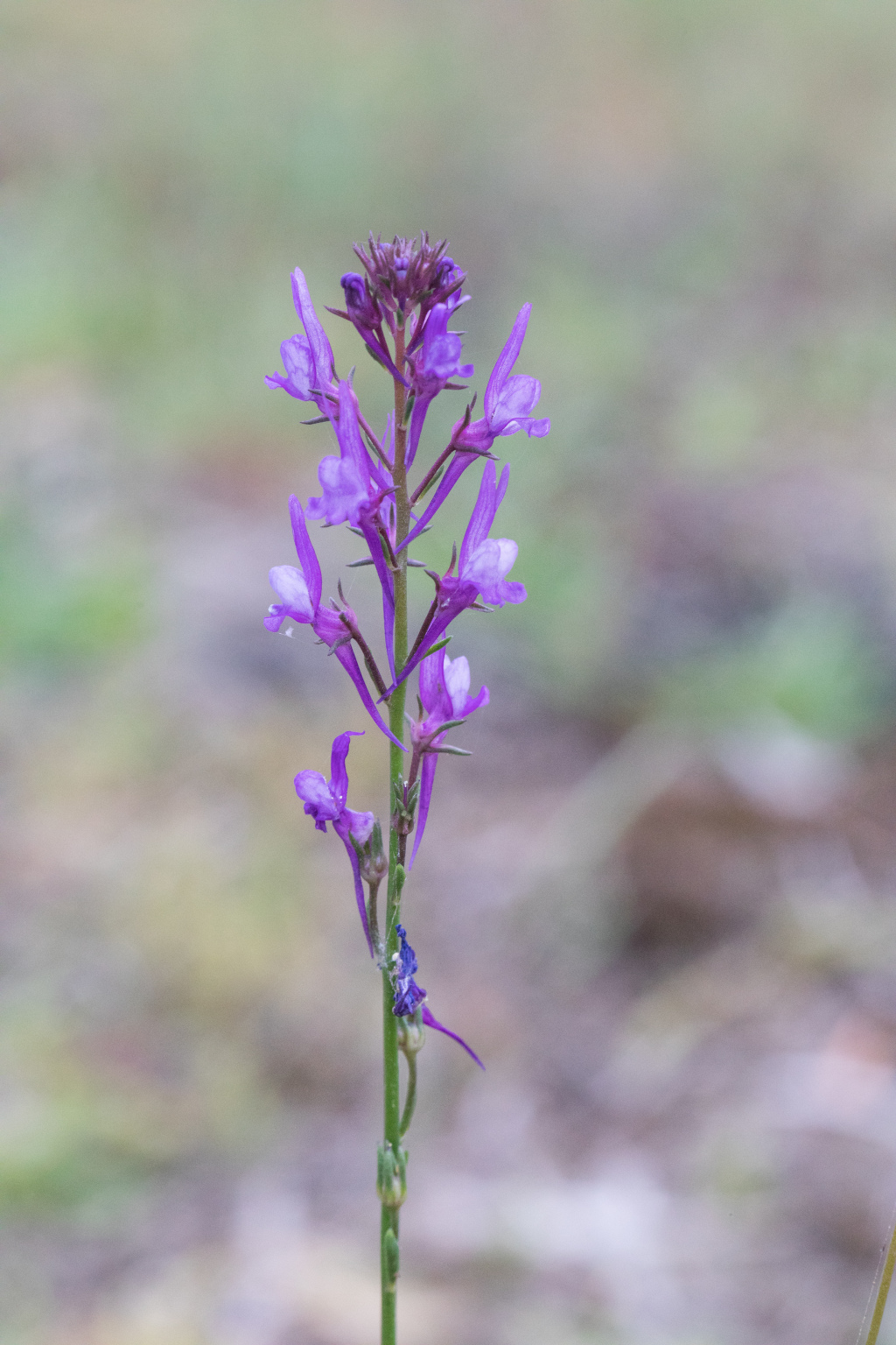 Linaria pelisseriana (hero image)