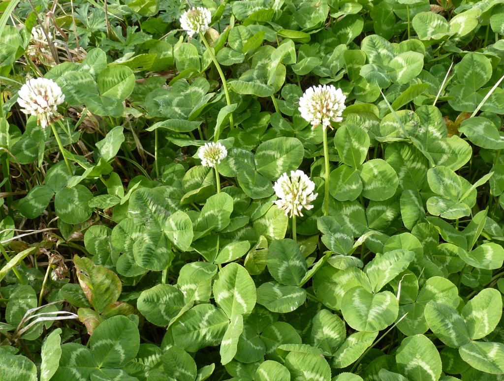 Trifolium repens var. repens (hero image)