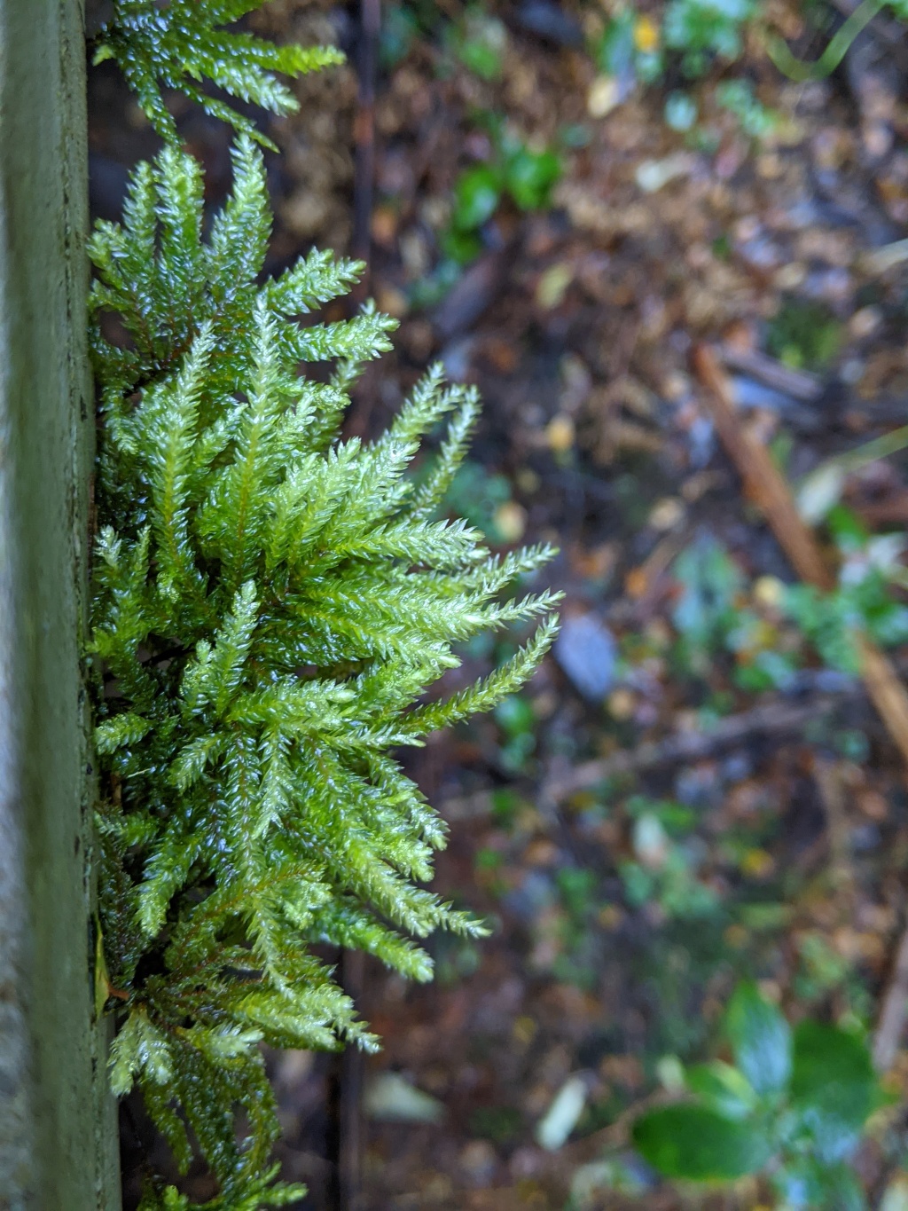 Hypnodendron vitiense subsp. australe (hero image)