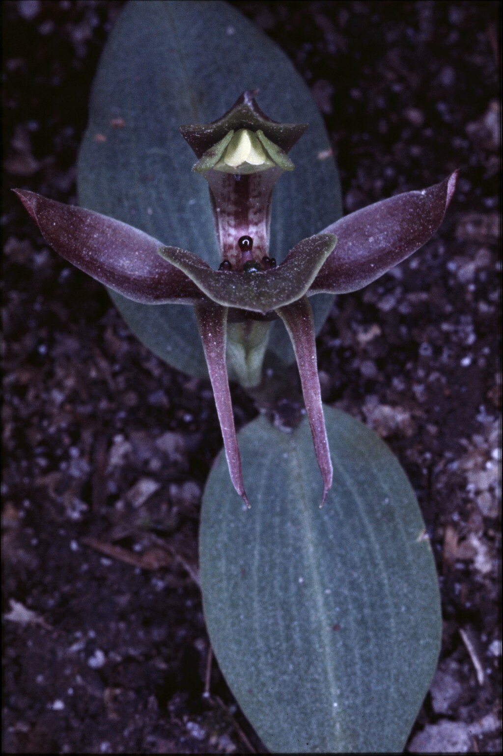 Chiloglottis valida (hero image)