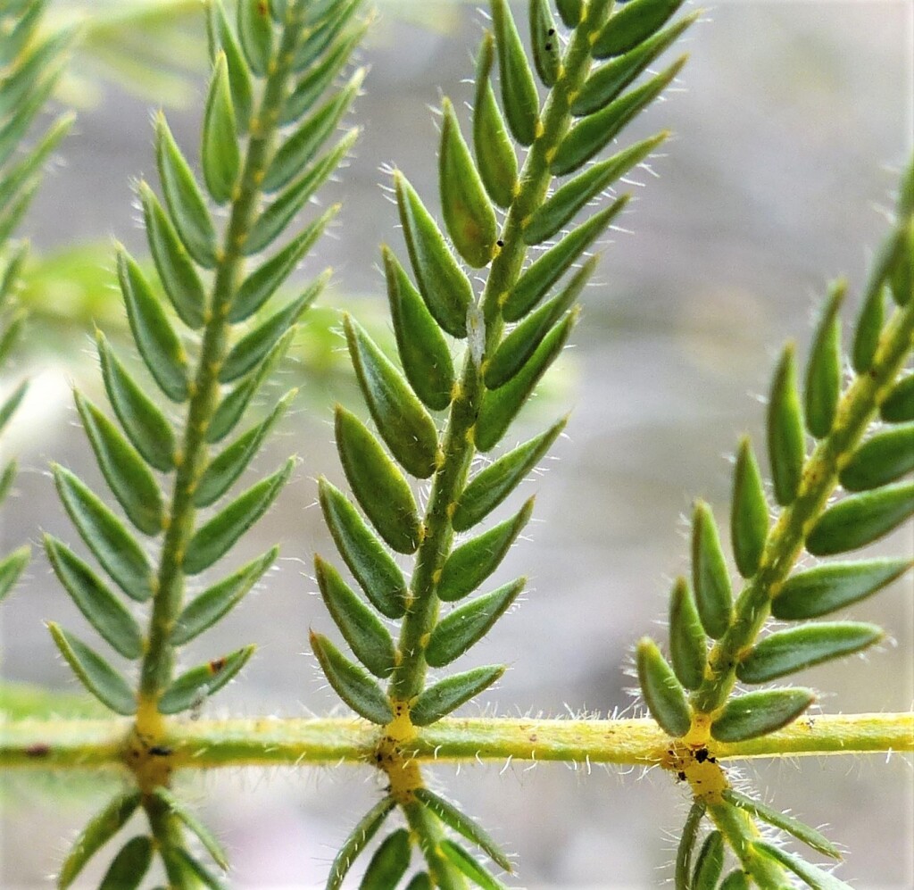 Acacia cardiophylla (hero image)