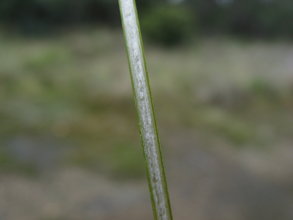 Juncus kraussii subsp. australiensis (hero image)