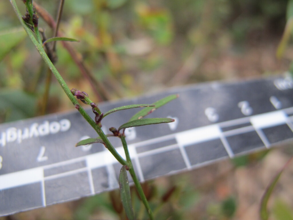 Comesperma volubile (hero image)