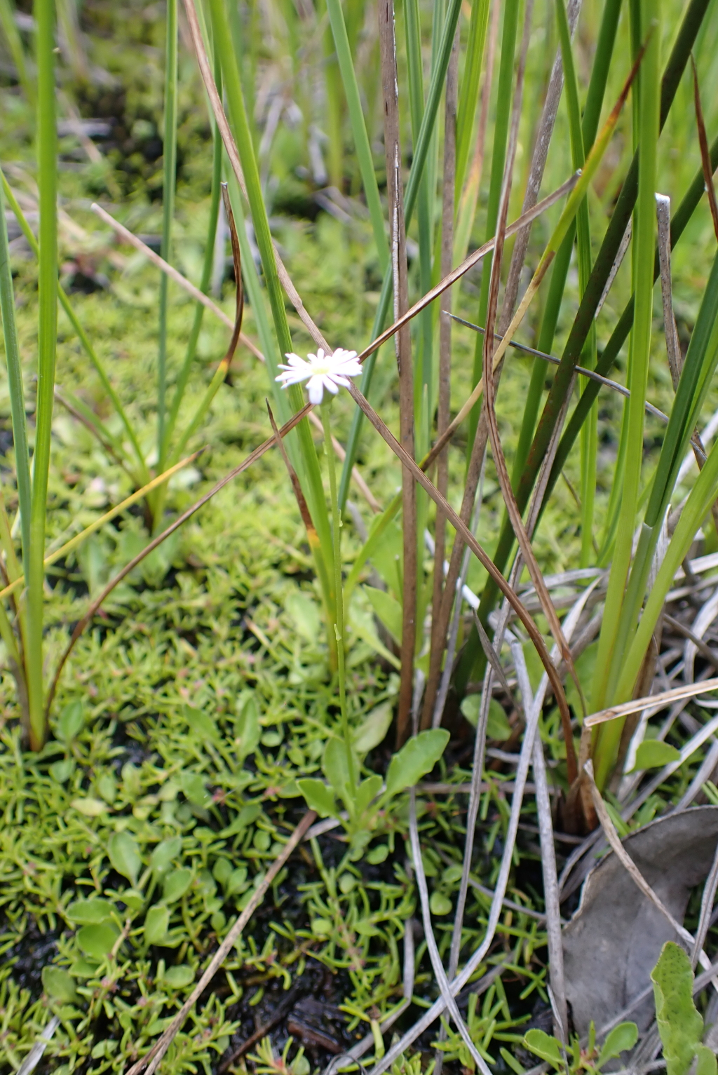 Lagenophora montana (hero image)