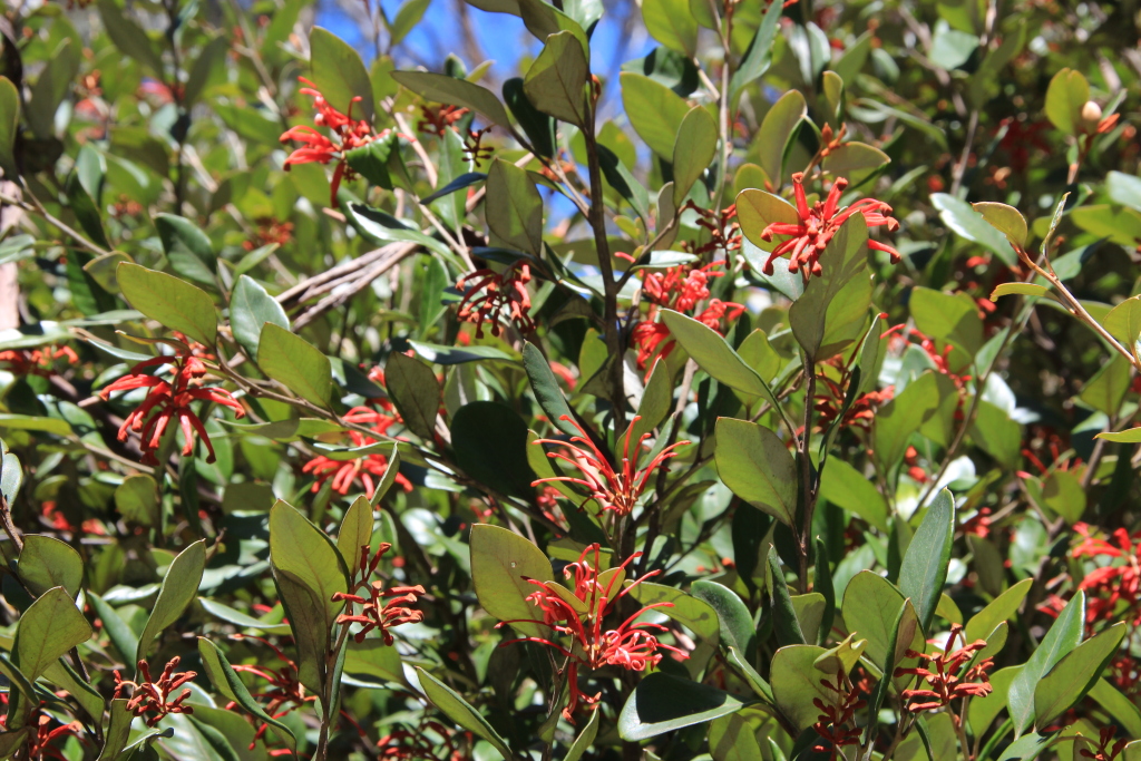 Grevillea victoriae (hero image)