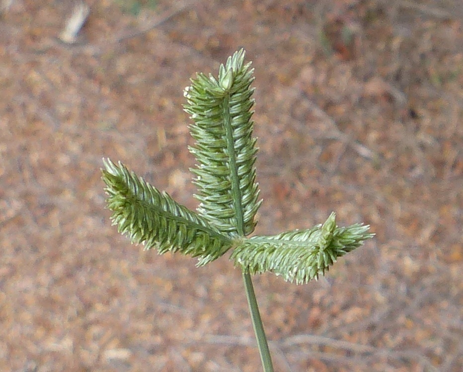 Eleusine tristachya (hero image)