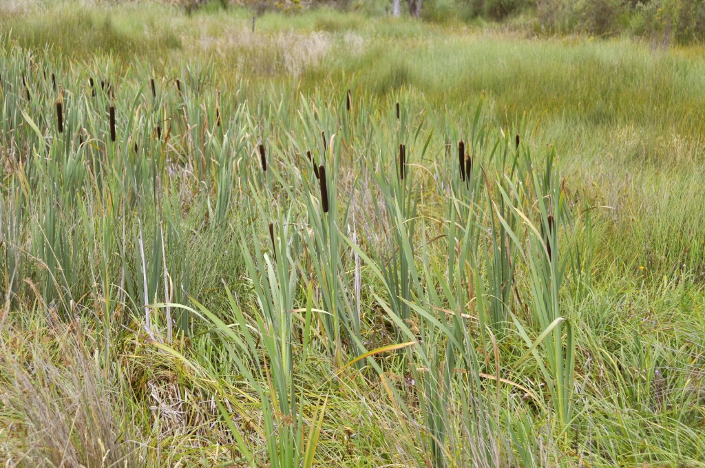 Typha latifolia (hero image)