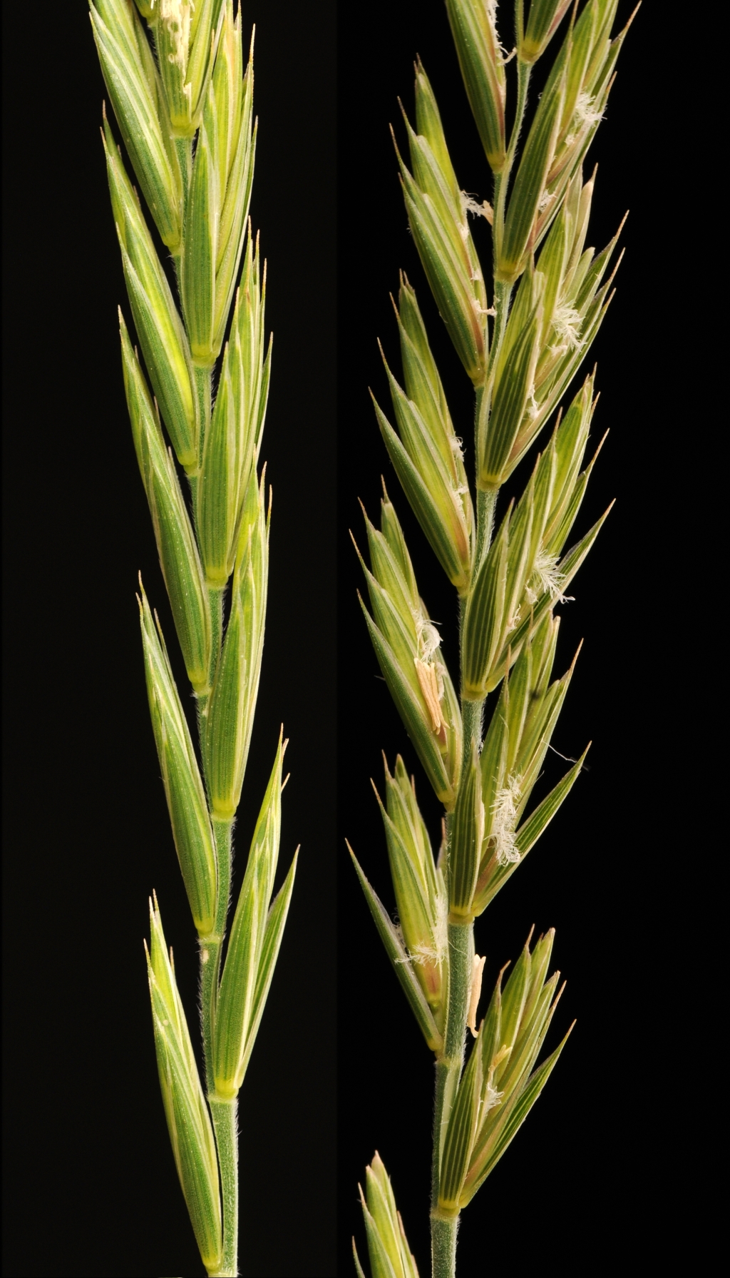 Elymus repens (hero image)