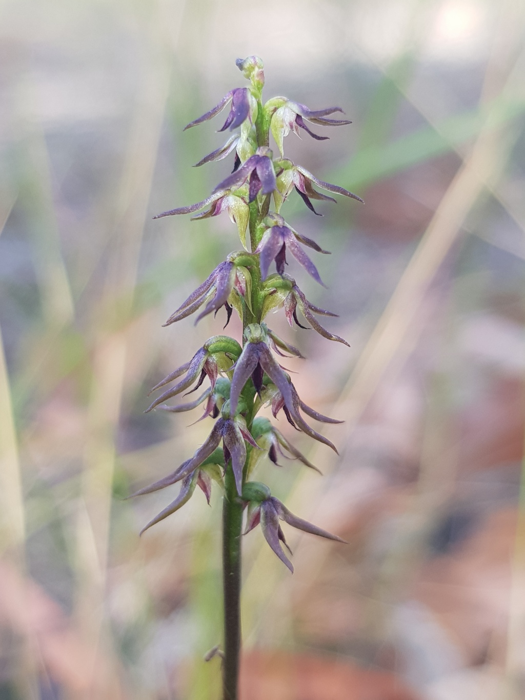 Corunastylis despectans (hero image)