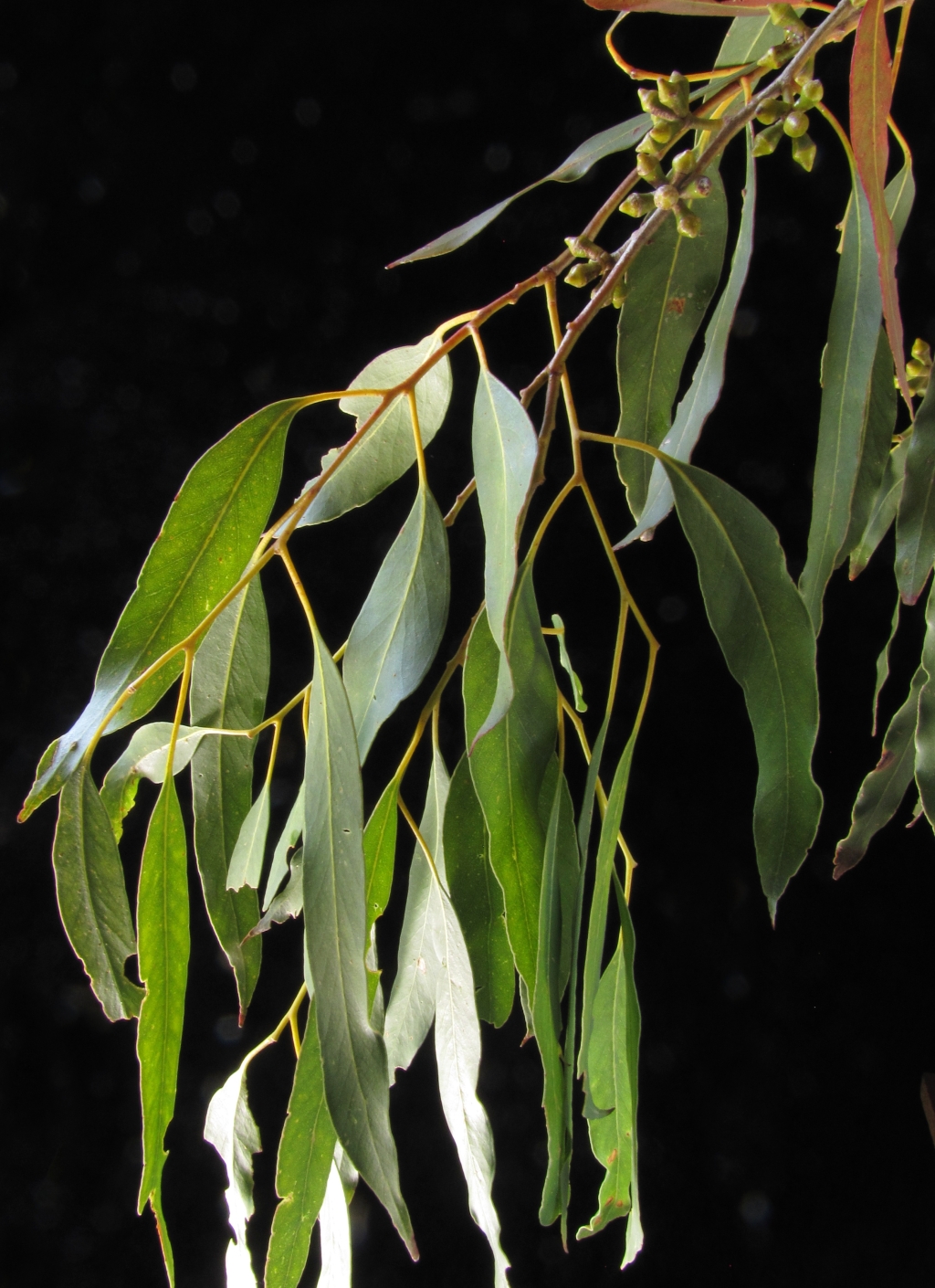 Eucalyptus brookeriana (hero image)