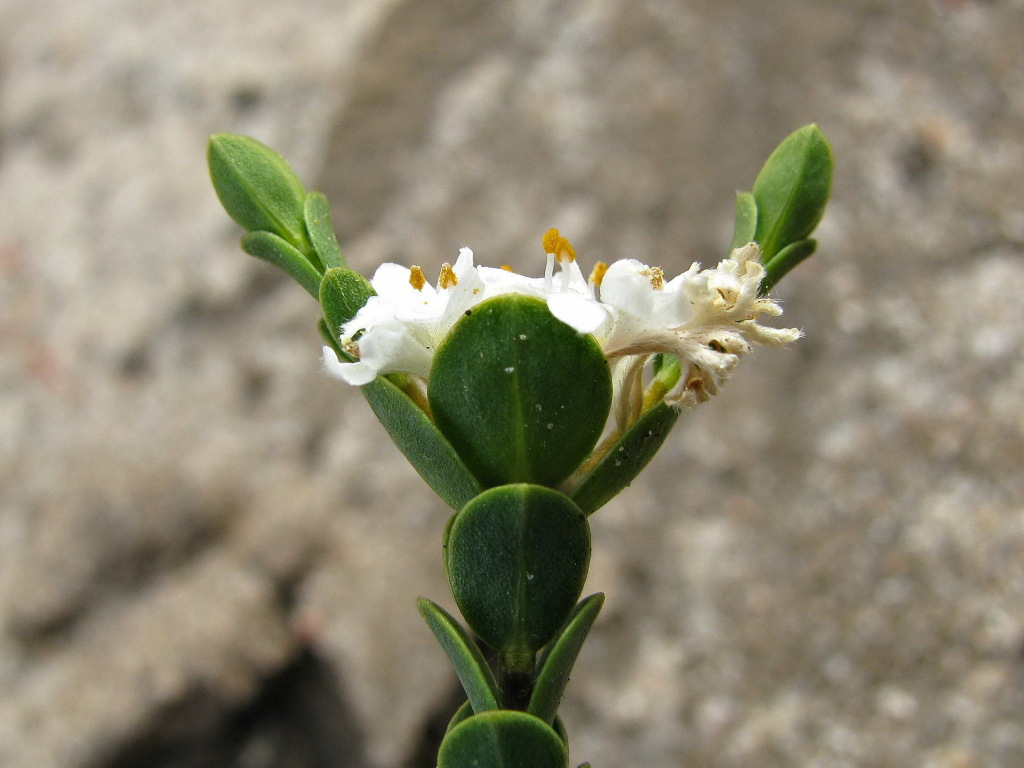 Pimelea flava subsp. dichotoma (hero image)