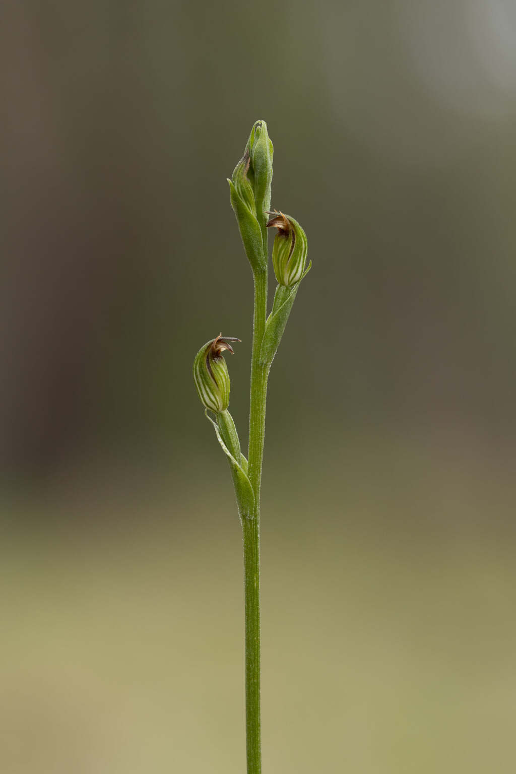 Pterostylis clivosa (hero image)