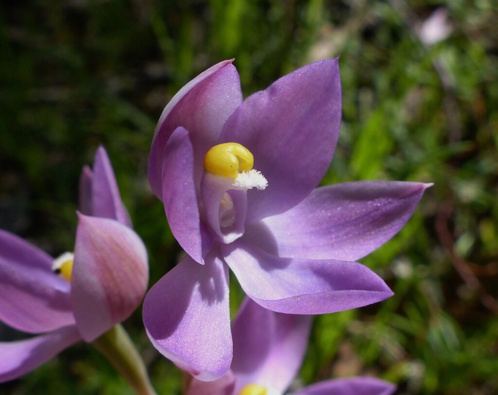Thelymitra megcalyptra (hero image)